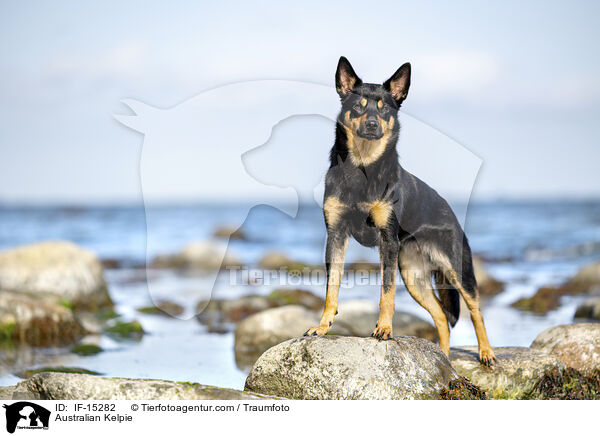 Australian Kelpie / Australian Kelpie / IF-15282