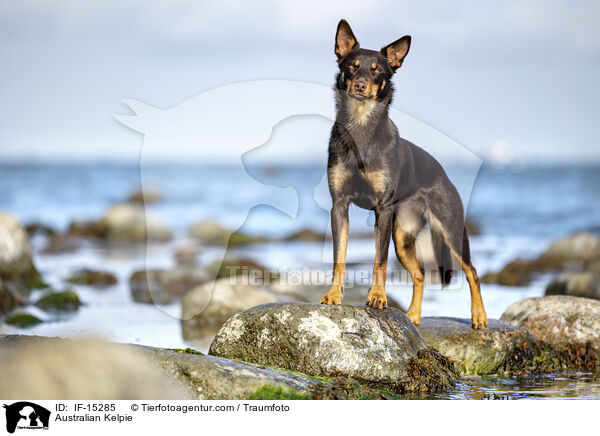 Australian Kelpie / Australian Kelpie / IF-15285