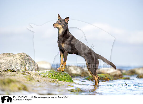 Australian Kelpie / Australian Kelpie / IF-15302