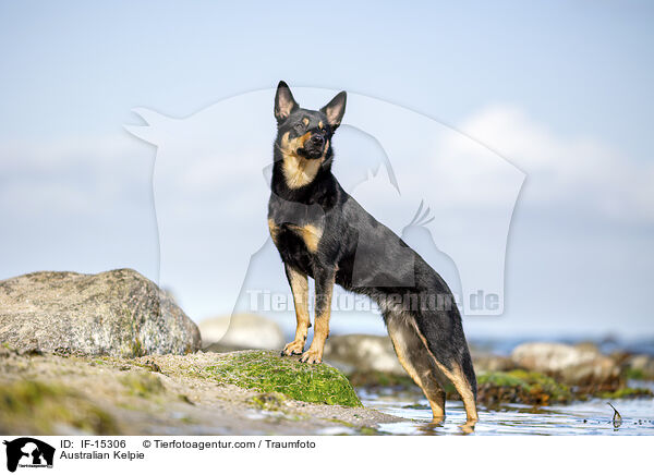 Australian Kelpie / Australian Kelpie / IF-15306