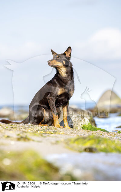 Australian Kelpie / Australian Kelpie / IF-15308