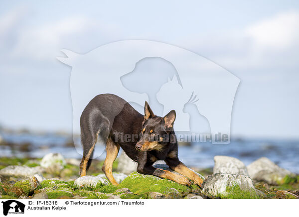Australian Kelpie / IF-15318