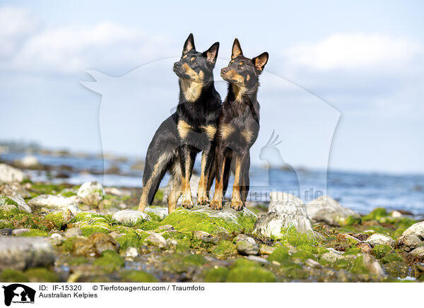 Australian Kelpies / IF-15320