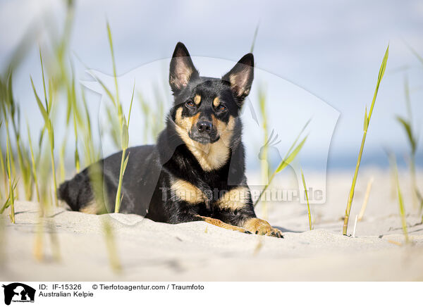 Australian Kelpie / Australian Kelpie / IF-15326