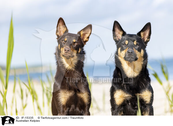 Australian Kelpies / IF-15335