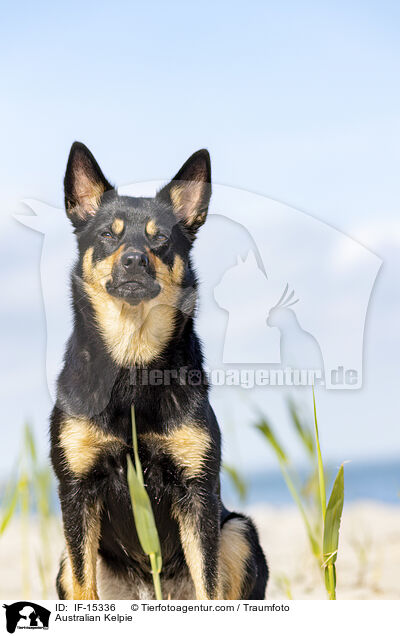 Australian Kelpie / Australian Kelpie / IF-15336