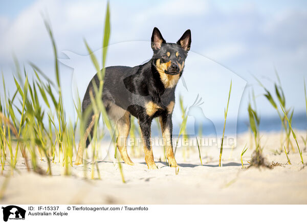 Australian Kelpie / IF-15337