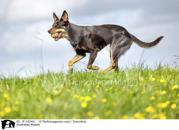 Australian Kelpie / IF-15344