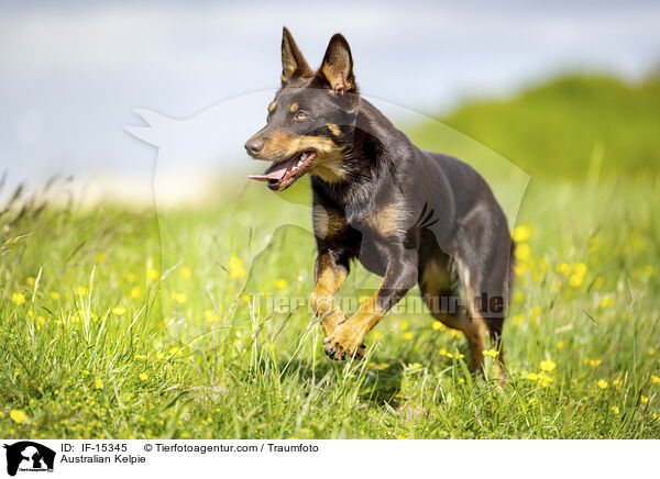 Australian Kelpie / IF-15345