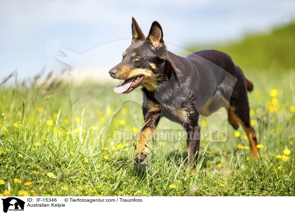 Australian Kelpie / IF-15346