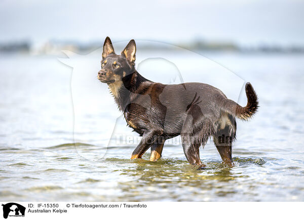 Australian Kelpie / IF-15350