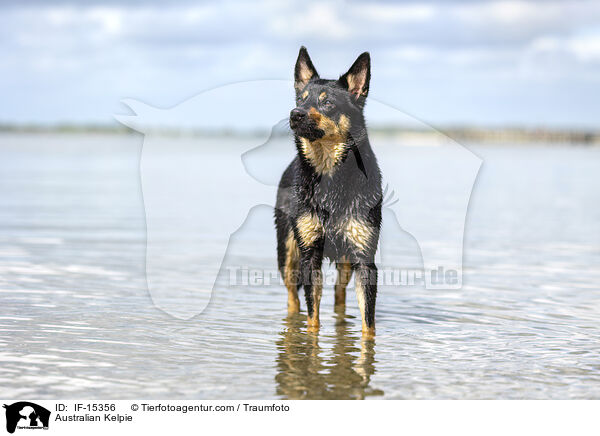 Australian Kelpie / IF-15356