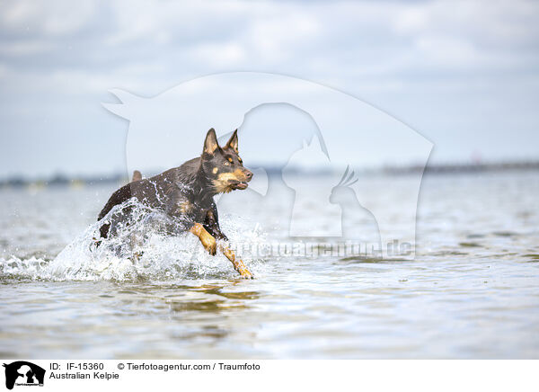 Australian Kelpie / IF-15360