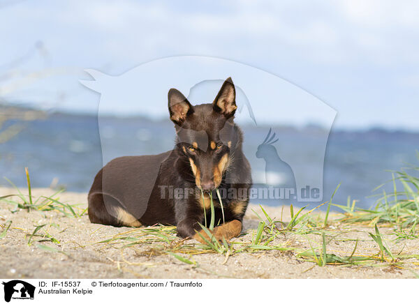 Australian Kelpie / Australian Kelpie / IF-15537