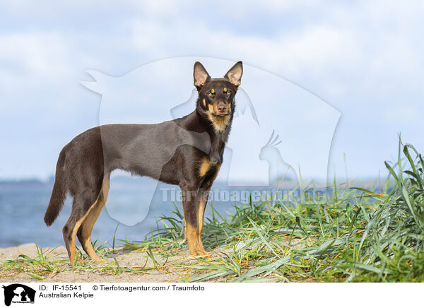 Australian Kelpie / Australian Kelpie / IF-15541
