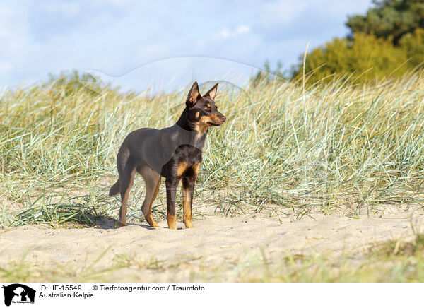 Australian Kelpie / IF-15549