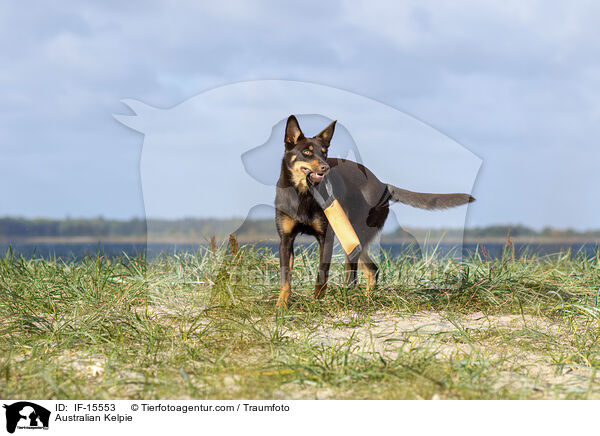 Australian Kelpie / IF-15553