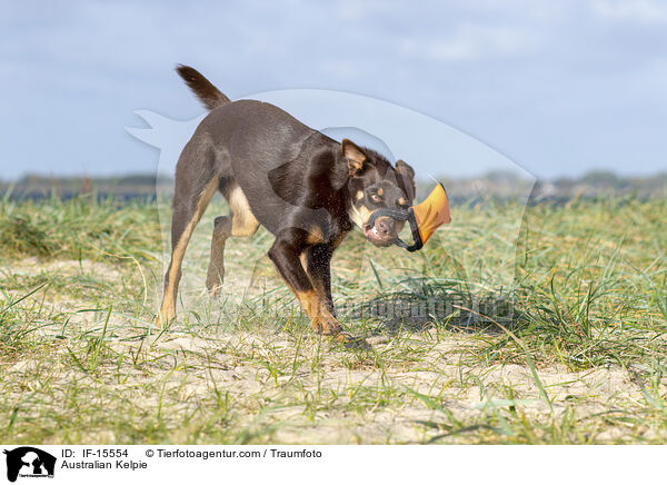 Australian Kelpie / Australian Kelpie / IF-15554