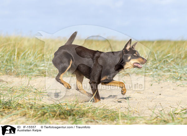 Australian Kelpie / IF-15557