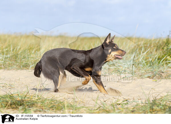 Australian Kelpie / IF-15558