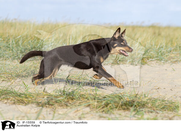 Australian Kelpie / IF-15559