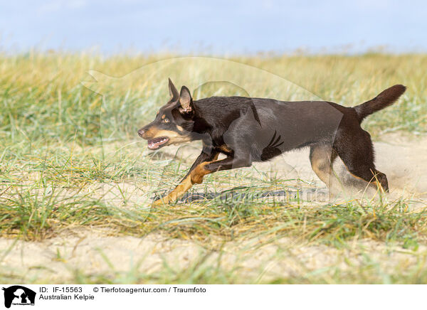 Australian Kelpie / IF-15563