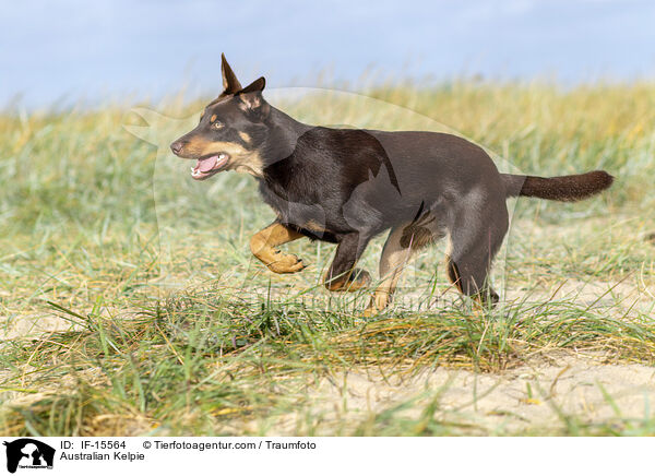 Australian Kelpie / IF-15564