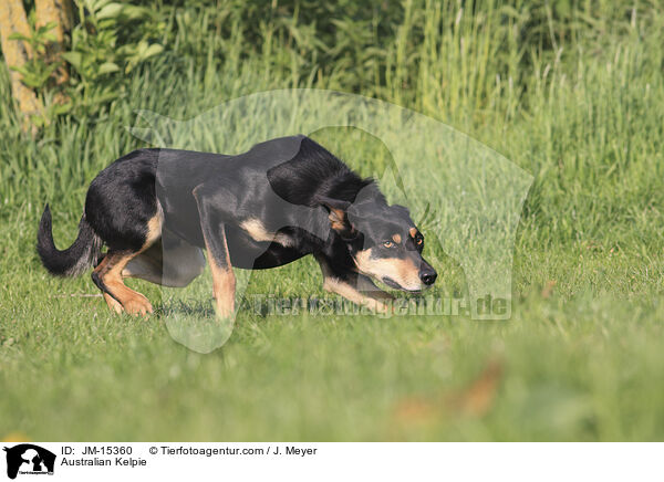 Australian Kelpie / Australian Kelpie / JM-15360