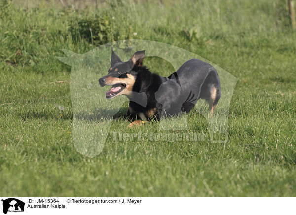 Australian Kelpie / JM-15364