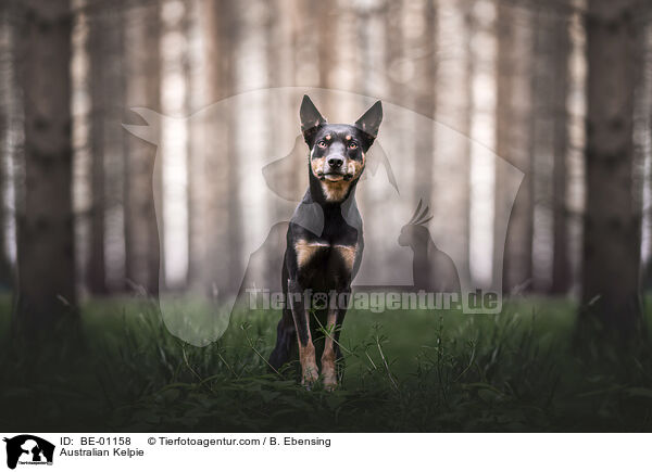 Australian Kelpie / BE-01158