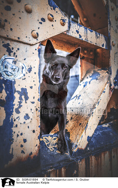 female Australian Kelpie / SGR-01694