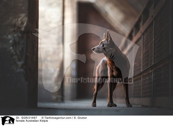 female Australian Kelpie / SGR-01697