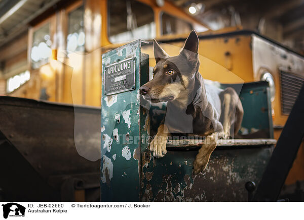 Australian Kelpie / Australian Kelpie / JEB-02660