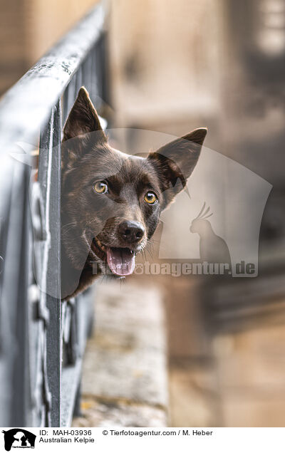 Australian Kelpie / Australian Kelpie / MAH-03936