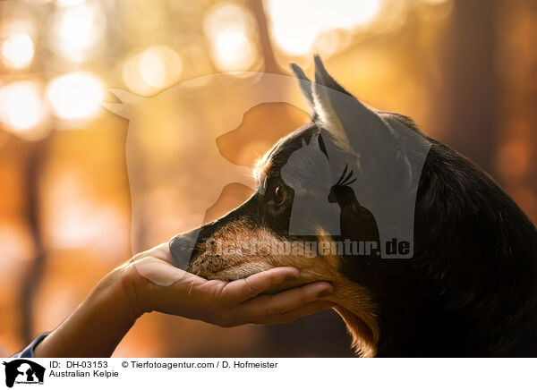 Australian Kelpie / DH-03153