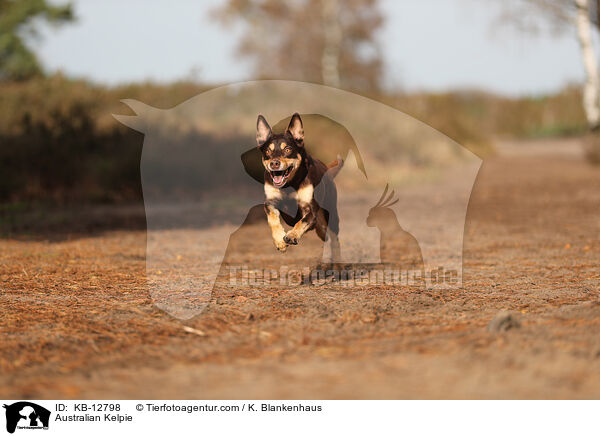 Australian Kelpie / KB-12798