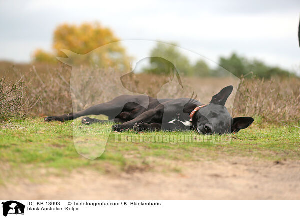 schwarzer Australian Kelpie / black Australian Kelpie / KB-13093