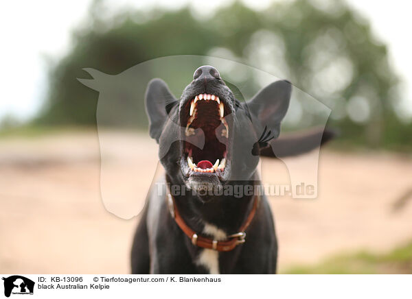 schwarzer Australian Kelpie / black Australian Kelpie / KB-13096