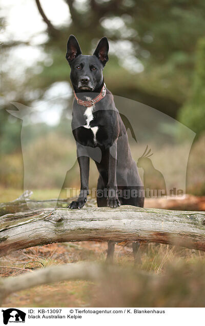 schwarzer Australian Kelpie / black Australian Kelpie / KB-13097