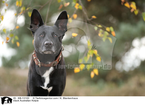 black Australian Kelpie / KB-13100