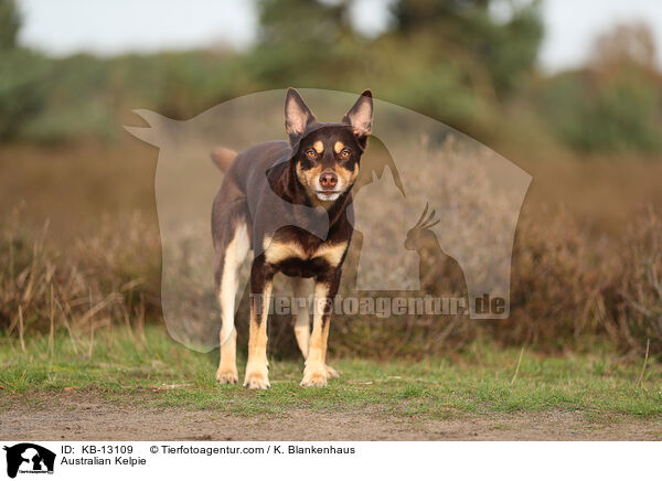 Australian Kelpie / KB-13109