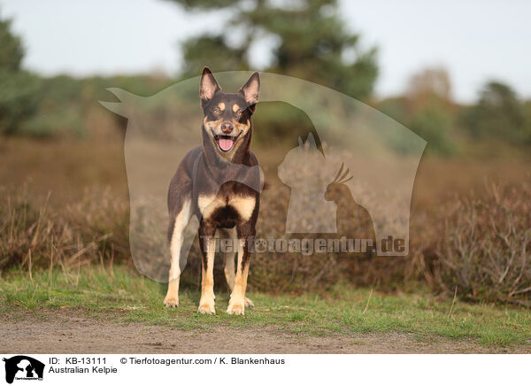 Australian Kelpie / KB-13111