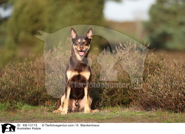 Australian Kelpie / KB-13115