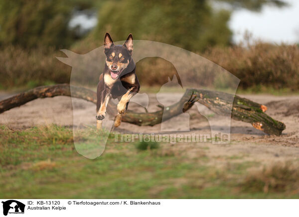 Australian Kelpie / KB-13120