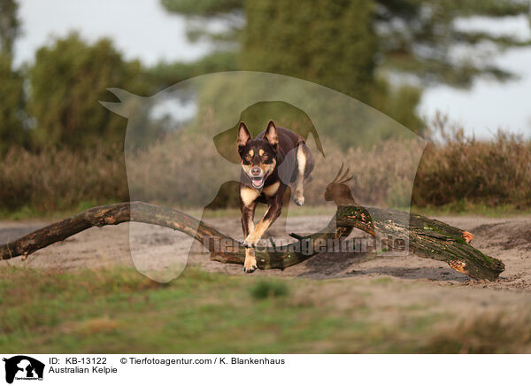 Australian Kelpie / KB-13122