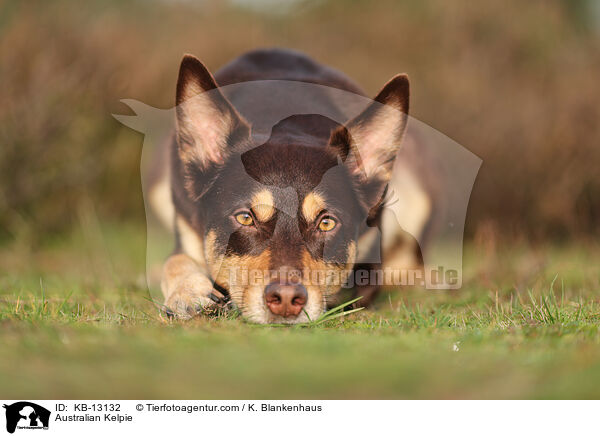 Australian Kelpie / Australian Kelpie / KB-13132