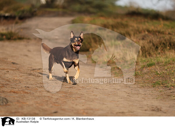 Australian Kelpie / Australian Kelpie / KB-13138