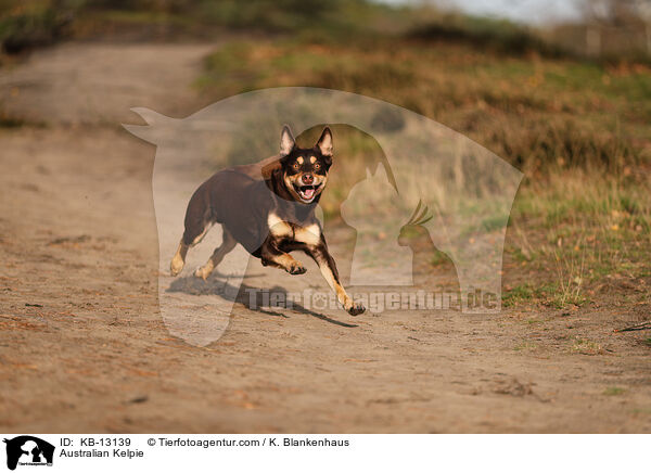 Australian Kelpie / Australian Kelpie / KB-13139