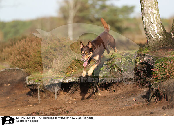 Australian Kelpie / KB-13146