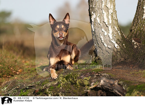Australian Kelpie / KB-13152